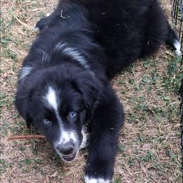 Eeyore - Blue - Boy - Black & white male Australian Shepherd puppy in Charlotte, North Carolina from Tranquility Trail Aussies