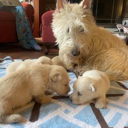 Girl 1 - Wheaten female Scottish Terrier puppy in Fenton, Michigan from Carnes Croft Scotties