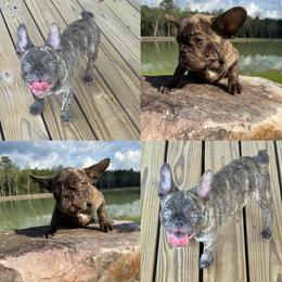 Chunka - Brindle male French Bulldog puppy in Saucier, Mississippi from Mississippi Sound Frenchies