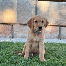 Barnaby-Teal - Dark golden male Golden Retriever puppy in Cedar City, Utah from RuTess Goldens