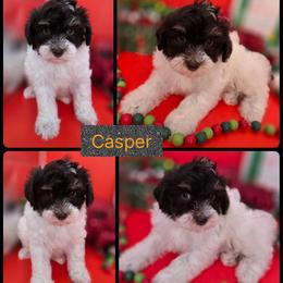 Casper - Brown and white male Bernedoodle puppy in Decatur, Tennessee from Diamond's Doodles