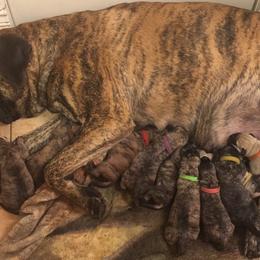 Mastiff Puppies from Mama’s Mastiffs