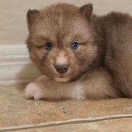 Gojo - Red and white male Siberian Husky puppy in Buckeye, Arizona from Anime Huskies