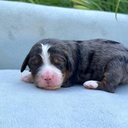 Miss Spangle - Merle female Bernedoodle puppy in Hegins, Pennsylvania from Bubbling Springs Doodles, LLC