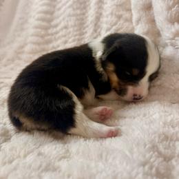 Female 6 - Black and tan female Pembroke Welsh Corgi puppy in La Porte City, Iowa from Cedar River Corgis