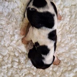 Freya - Black brown and white female Basset Hound puppy in Mack's Creek, Missouri from Mack's Creek Basset Hounds
