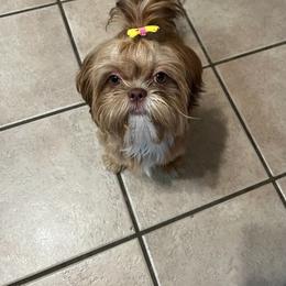 Ruby - Shih Tzu