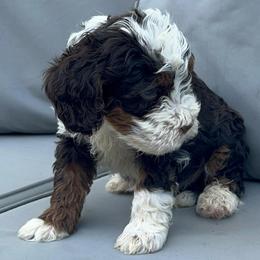 Boy 1 - Tri-color male Bernedoodle puppy in Los Angeles, California from Bernied00dle Love