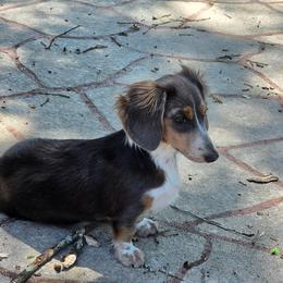 Dachshund All Grown Up from CBR Mini Dachshunds