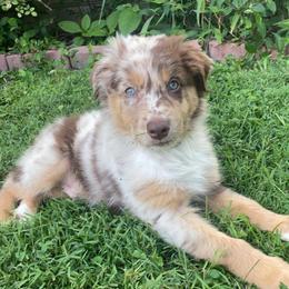 Australian Shepherd Puppies from Malin Family Aussies