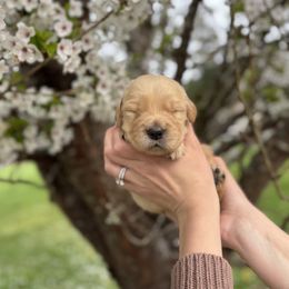 Golden Retriever Puppies from Sound Golden Retrievers