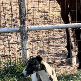Whippet Puppies from Wendy Stover