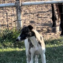 Whippet Puppies from Wendy Stover