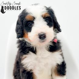 ADDIE - Tri-color female Bernedoodle puppy in Tipton, Indiana from Country Creek Doodles