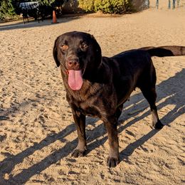 Dolly - Labrador Retriever