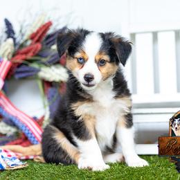 Peter - Black tri male Miniature Australian Shepherd puppy in Granbury, Texas from Best Little Aussies