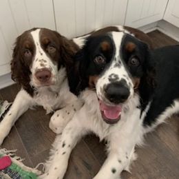 English Springer Spaniels from Trinity Ranch English Springer Spaniel