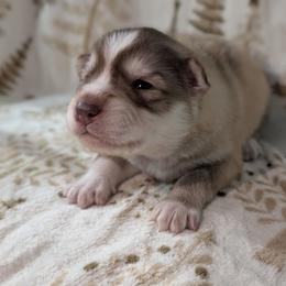 Twix - Red and white male Siberian Husky puppy in Coshocton, Ohio from Wyant Farms