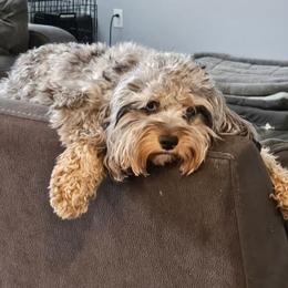 Journey - Cockapoo