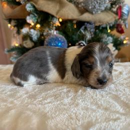 Daisy - Black and tan female Dachshund puppy in Lincoln, Arkansas from Red Dirt Dachshunds