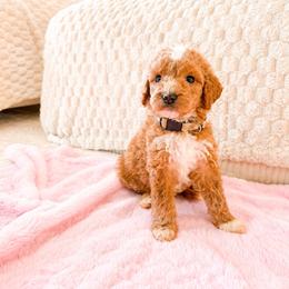 Beige Color Girl - Parti female Goldendoodle puppy in Loma Rica, California from BloomingPuppies