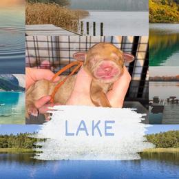 Lake - Apricot male Goldendoodle puppy in Prosperity, Pennsylvania from Stelladoodles & Company