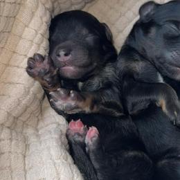 Phantom Tri Female 2 - Black phantom female Aussiedoodle puppy in Angola, Indiana from Classic City Doodles
