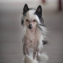 Rio - Chinese Crested