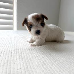 Bentley - Parti male Yorkshire Terrier puppy in Carencro, Louisiana from Ledet’s Yorkies