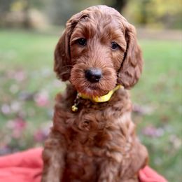 Yellow - Red  female Goldendoodle puppy in Hesperia, Michigan from Red Acres Poodles & Doodles