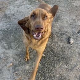 Ruger - Bloodhound