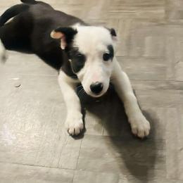 Girl 1 - Border Collie puppy in Arcanum, Ohio from Machine Made Stock Dogs