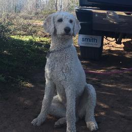 Ellie - Poodle