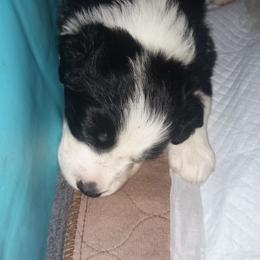 English Shepherd Puppies from ThreeDarkBays English Shepherds