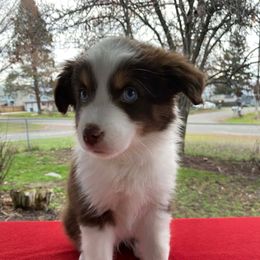 Birch - Red & white male Miniature Australian Shepherd puppy in Oroville, Washington from High Mountain Aussies