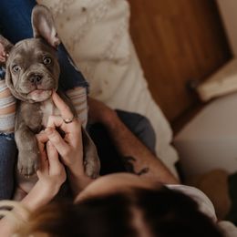 French Bulldog Puppies from Farm Fresh Frenchies