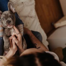 French Bulldog Puppies from Farm Fresh Frenchies