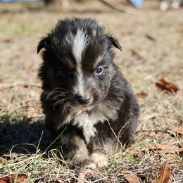 Jake - Black tri-color male Australian Shepherd puppy in Four Oaks, North Carolina from RoseWest Farms