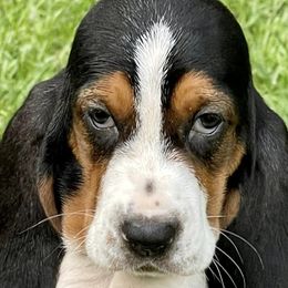 Basset Hounds from Huffer Hounds