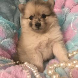 Pomeranian Puppies from Regal Poms