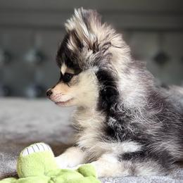 Leo - Black and white male Pomsky puppy in Homeland, California from Lara's Ranch Pomskies