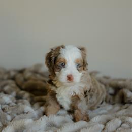 Coco Chanel - Chocolate merle female Bernedoodle puppy in Dalton, Ohio from Haven Doodles