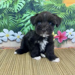 Zeus - Liver male Miniature Schnauzer puppy in Sylvania, Georgia from Southern Sky Miniature Schnauzers