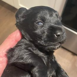 Elvis - Black male Miniature Schnauzer puppy in Interlachen, Florida from Pam's Schnauzers