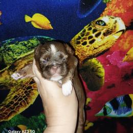 Bruce - Liver and white male Shih Tzu puppy in Arcadia, Florida from Kitsune Cuddles and kisses