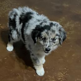 Wynona - Blue merle female Miniature Australian Shepherd puppy in Godley, Texas from Nana and Paws Aussies