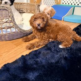 Nova - Red  female Goldendoodle puppy in Cocoa, Florida from The Beach Doodles