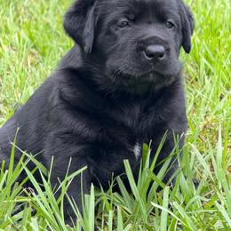 Dallas - Black female Labrador Retriever puppy in Myakka City, Florida from Crows Nest Labradors