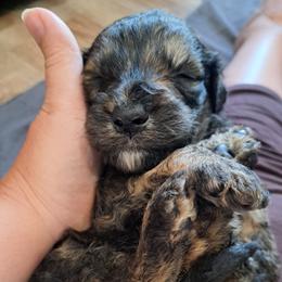 Cream boy 1950 - Chocolate merle male Bernedoodle puppy in Lafayette, Alabama from Williams Lake Kennels