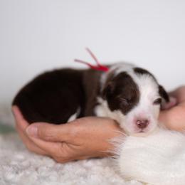 Reverie - White and red male Border Collie puppy in Conway, Missouri from 2J 2K Border Collies | Maremma Sheepdogs
